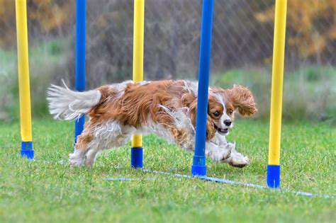 The Physical and Mental Benefits of Agility for Adult Dogs