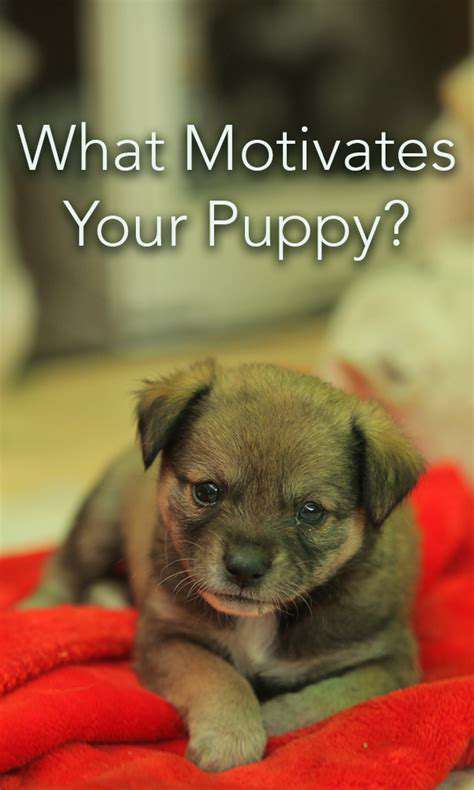 Using Your Puppy's Food as Motivation for Obedience Training