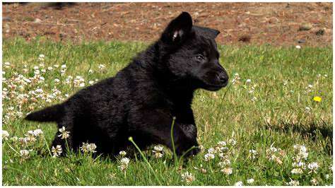 Cultivating Well Rounded Puppies Through Diverse Human Interactions
