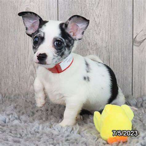 BuildingaStrongFoundationforaWell-AdjustedDog