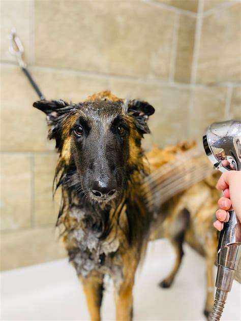 Preparing Your Puppy for Veterinary Visits Through Socialization