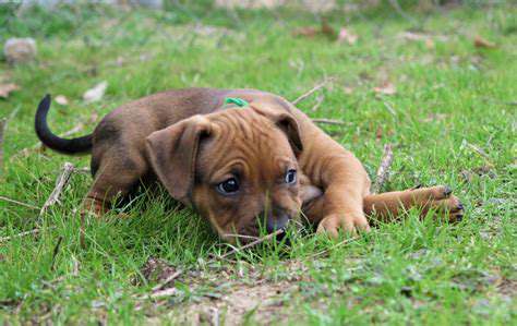 Building a Fear Free Future: The Role of Early Puppy Socialization
