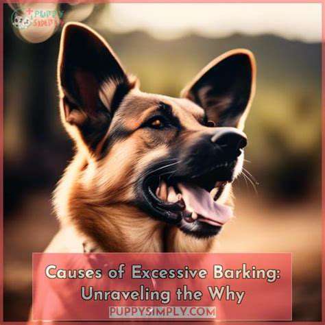 IdentifyingtheRootCauseofExcessiveBarking