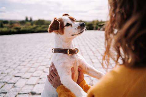 Puppy Socialization on the Beach: Sounds, Sights, and Safety