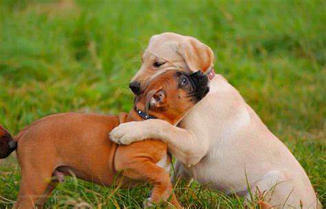 Dos and Don'ts of Puppy Socialization: Avoiding Common Mistakes