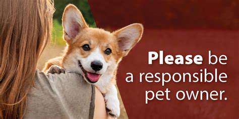 The Importance of Safety When Dealing with an Aggressive Dog