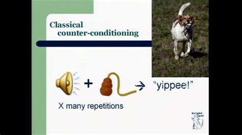 Effective Techniques for Teaching Your Dog to Walk Nicely on a Leash